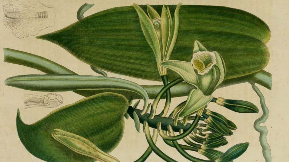 A short history of vanilla